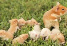 Which Hamsters Can live together