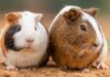 Male vs. Female Guinea Pig
