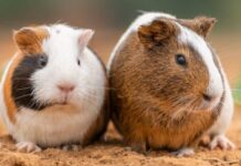 Male vs. Female Guinea Pig