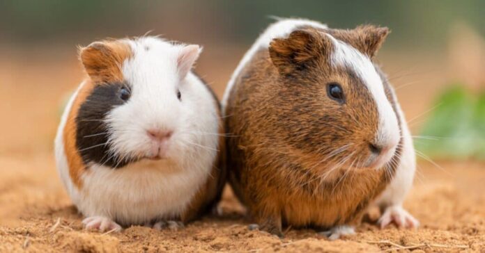 Male vs. Female Guinea Pig