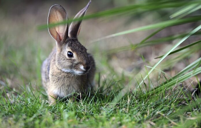 https://abestfashion.com/what-vegetables-can-rabbits-eat/