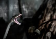 Dark snake gang