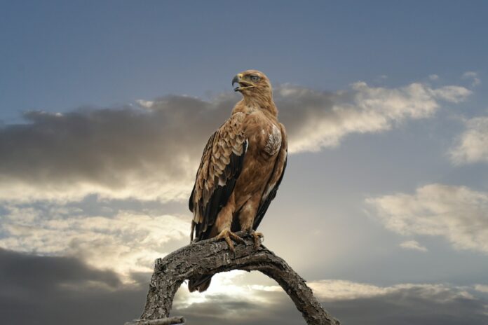 Falco titan
