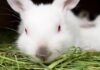bunny eyes