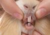 GUINEA PIGS TEETH