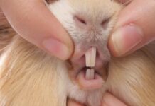 GUINEA PIGS TEETH