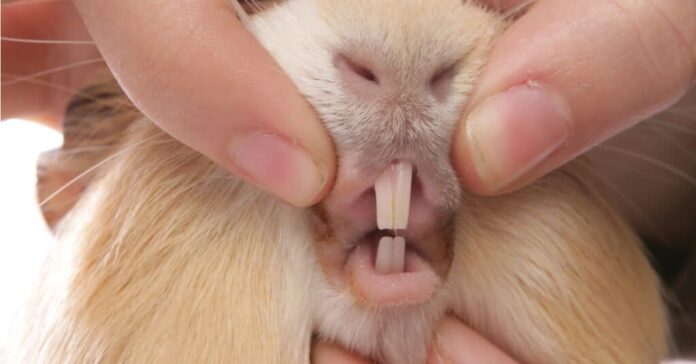 GUINEA PIGS TEETH