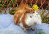 How Much Do Guinea Pigs Cost at Petco vs. Petsmart?