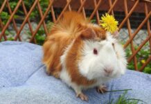 How Much Do Guinea Pigs Cost at Petco vs. Petsmart?