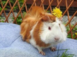 How Much Do Guinea Pigs Cost at Petco vs. Petsmart?