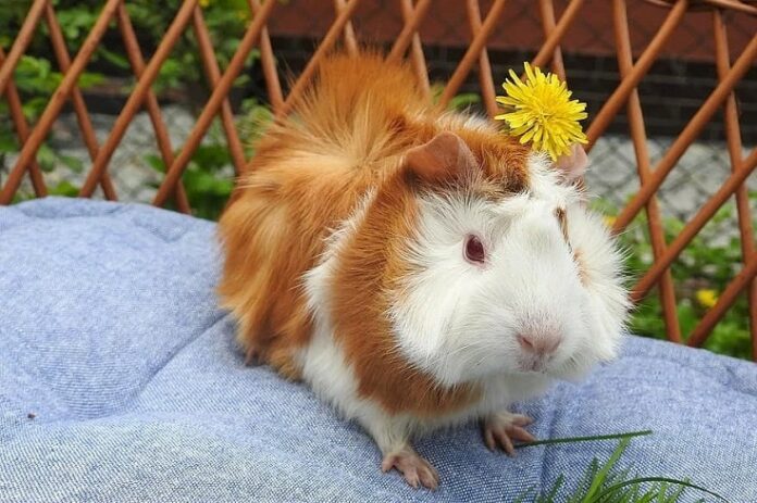 How Much Do Guinea Pigs Cost at Petco vs. Petsmart?