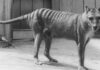 tasmanian tiger