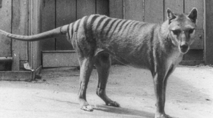 tasmanian tiger