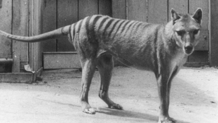 tasmanian tiger