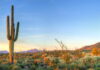 desert biome