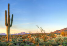 desert biome