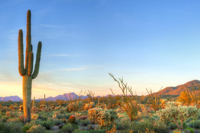 desert biome