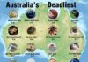 dangerous animals in australia