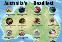 dangerous animals in australia