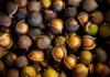 kukui nut tree