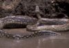 longest snake in the world