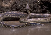 longest snake in the world