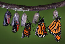 How does a Caterpillar turn into a Butterfly
