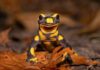 salamanders diet