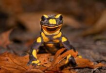 salamanders diet