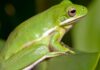 green tree frogs