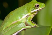 green tree frogs