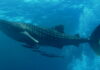 WHAT IS THE BIGGEST WHALE SHARK SIZE