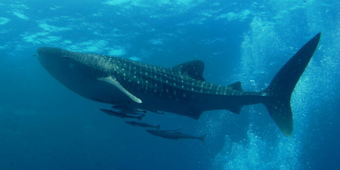 WHAT IS THE BIGGEST WHALE SHARK SIZE