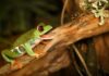 what do frogs eat