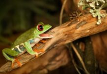 what do frogs eat