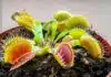 venus traps