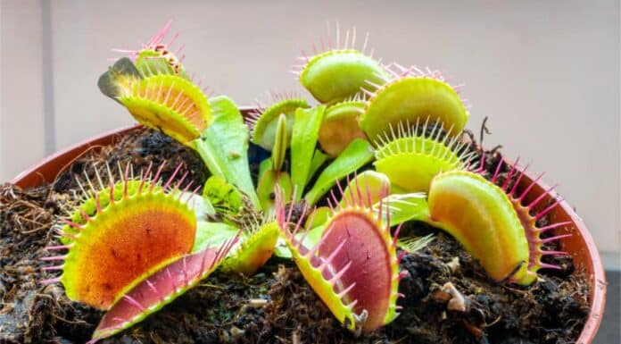 venus traps