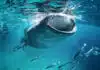 What do whales eat