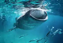 What do whales eat
