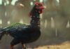 Far cry 6 cockfighting