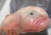 blobfish