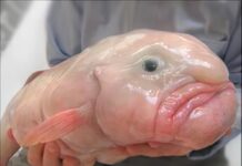 blobfish
