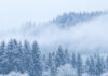 boreal forest