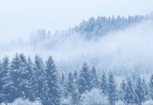 boreal forest