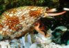 textile cone snails
