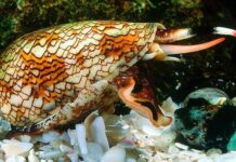 textile cone snails