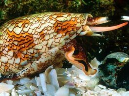 textile cone snails
