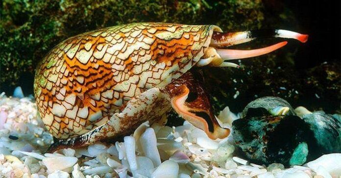 textile cone snails