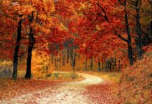 Temperate Seasonal Forests