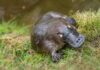 facts about platypus